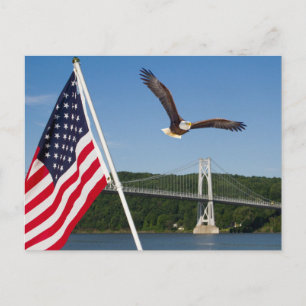 Bald Eagle (amerikanischer Stolz) Postkarte