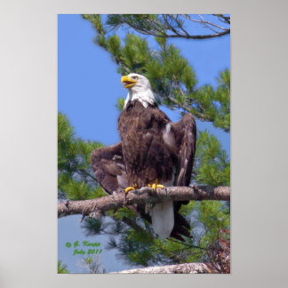 Bald Eagle as print or poster
