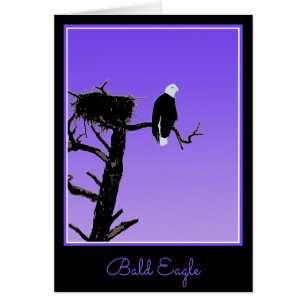 Bald Eagle at Sunset - Ursprüngliche Naturkunde