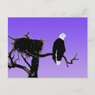 Bald Eagle at Sunset - Ursprüngliche Naturkunde Postkarte