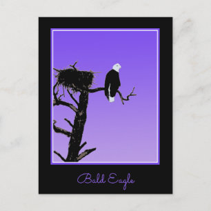 Bald Eagle at Sunset - Ursprüngliche Naturkunde Postkarte