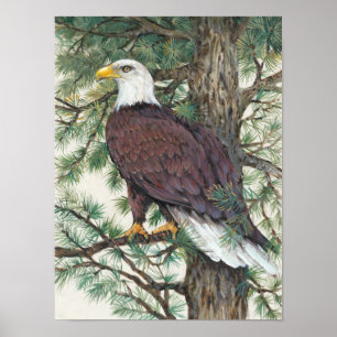 Bald Eagle auf Zweig Poster