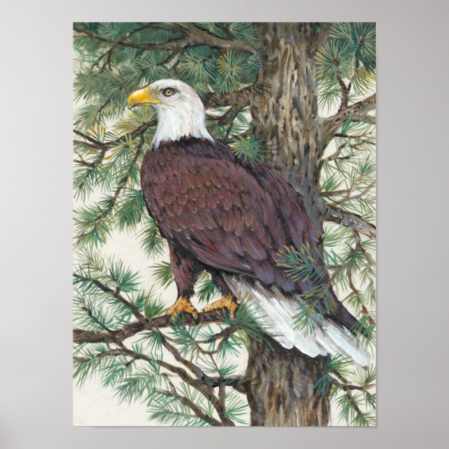 Bald Eagle auf Zweig Poster (Vorne)