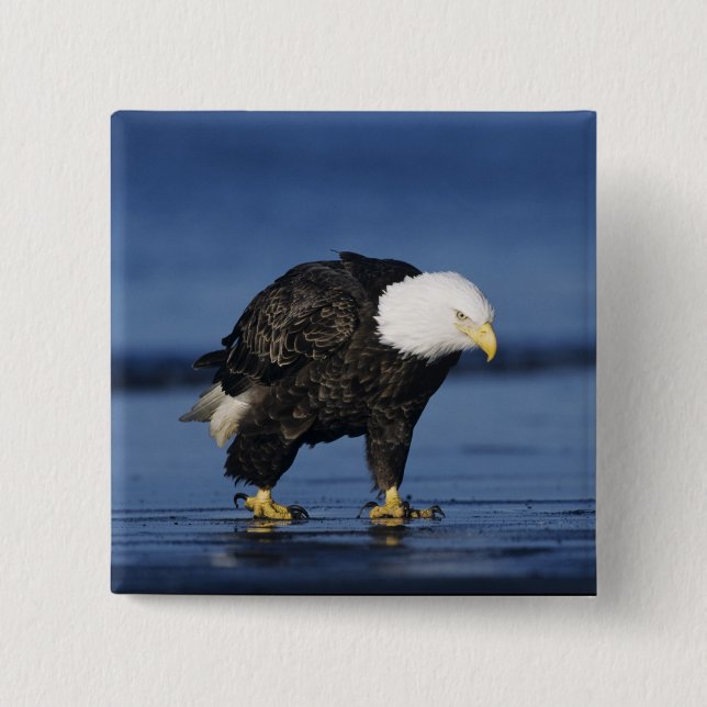 Bald Eagle Button (Vorderseite)
