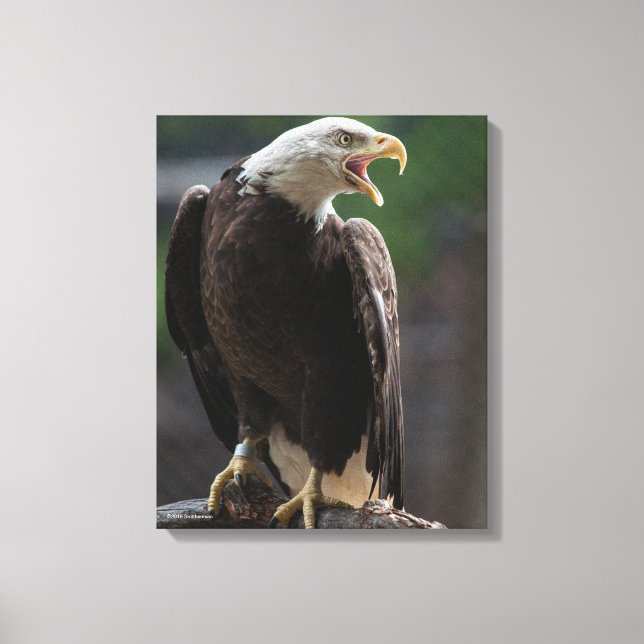 Bald Eagle Calling Leinwanddruck (Vorderseite)
