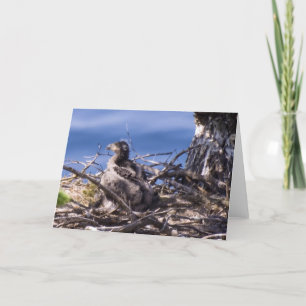 Bald Eagle Chick - Karten
