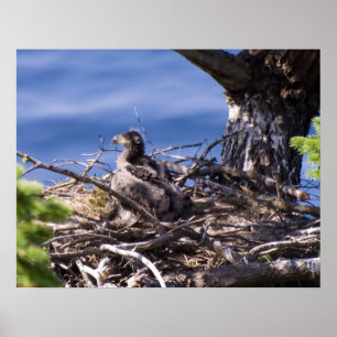 Bald Eagle Chick - Kunstdrucke Poster