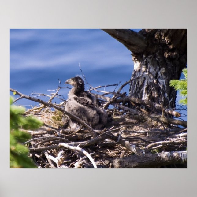 Bald Eagle Chick - Kunstdrucke Poster (Vorne)