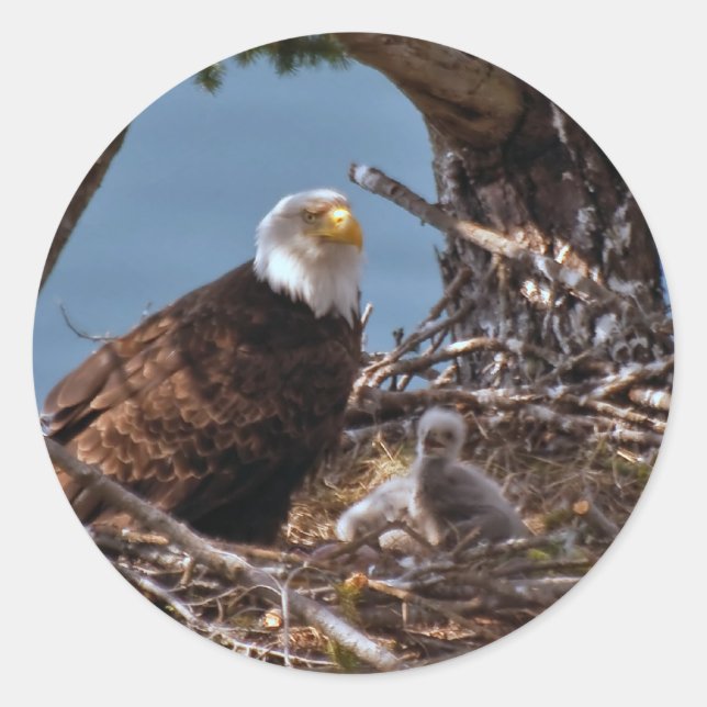 Bald Eagle Chicks - Aufkleber (Vorderseite)