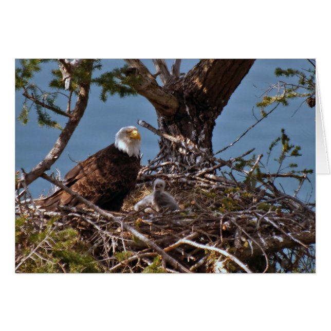 Bald Eagle Chicks - Karte (Vorderseite (Horizontal))