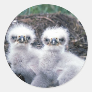 Bald Eagle Chicks Runder Aufkleber