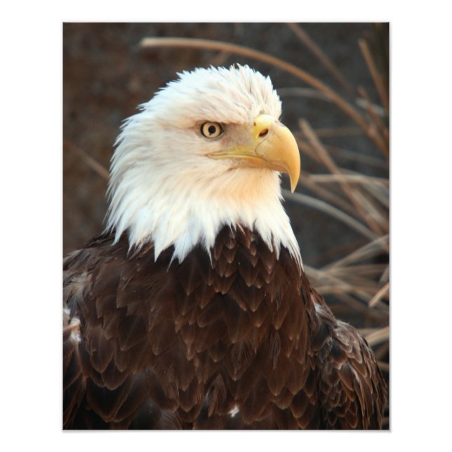 Bald Eagle Closeup Fotodruck (Vorne)