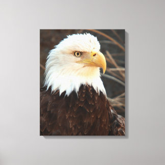 Bald Eagle Closeup Leinwanddruck