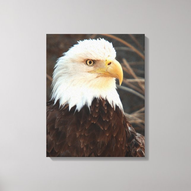 Bald Eagle Closeup Leinwanddruck (Vorderseite)