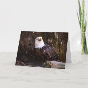 Bald Eagle Dankeskarte