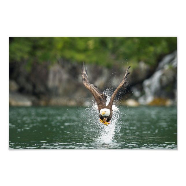 Bald Eagle Der große Fang Fotodruck (Vorne)