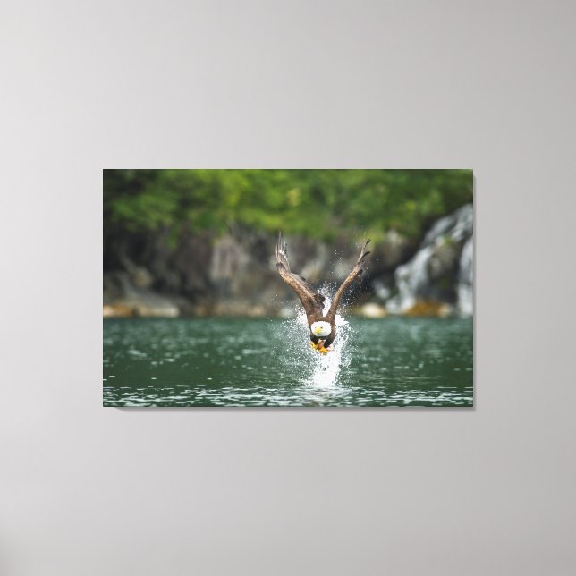 Bald Eagle Der große Fang Leinwanddruck (Vorderseite)