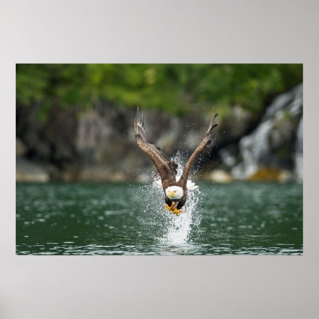 Bald Eagle Der große Fang Poster (Vorne)