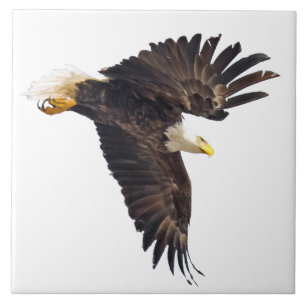 Bald Eagle Dive mit weißem Hintergrund Fliese