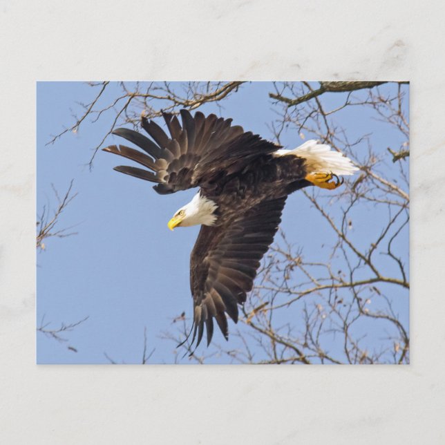Bald Eagle Dive Postkarte (Vorderseite)