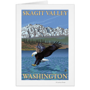 Bald Eagle Diving - Skagit Valley, Washington