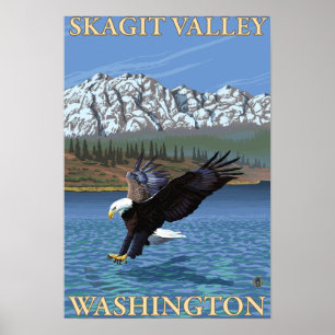 Bald Eagle Diving - Skagit Valley, Washington Poster
