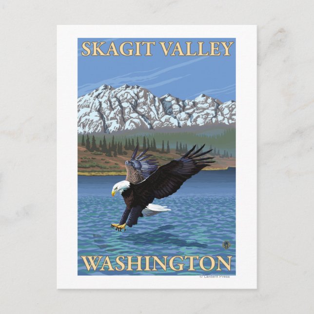 Bald Eagle Diving - Skagit Valley, Washington Postkarte (Vorderseite)