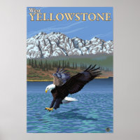 Bald Eagle Diving - West Yellowstone, MT