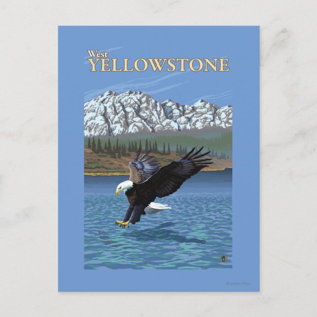 Bald Eagle Diving - West Yellowstone, MT Postkarte (Vorderseite)