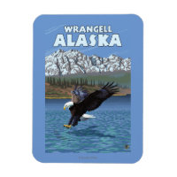 Bald Eagle Diving - Wrangell, Alaska