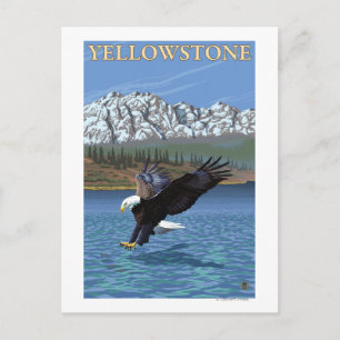 Bald Eagle Diving - Yellowstone Nationalpark Postkarte