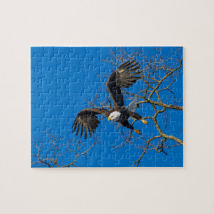 Bald Eagle Drop