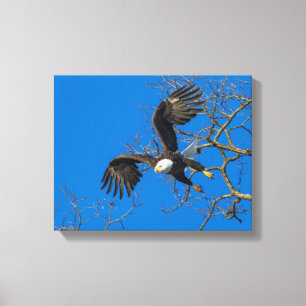 Bald Eagle Drop Leinwanddruck