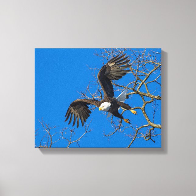 Bald Eagle Drop Leinwanddruck (Vorderseite)