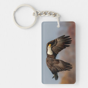 Bald Eagle en vol