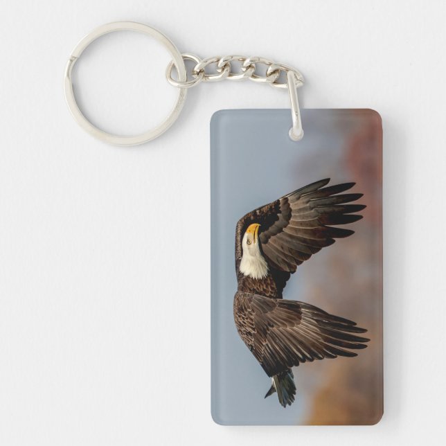 Bald Eagle en vol (Devant)