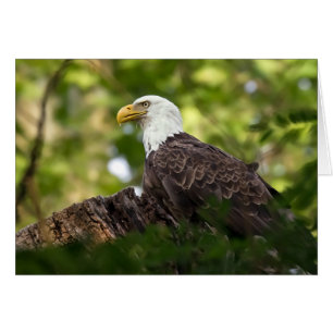 Bald Eagle Erholung Stopp