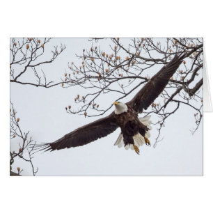 Bald Eagle Étalon