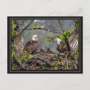 Bald Eagle Family Portrait Postkarte