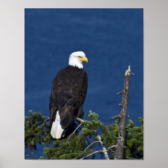 Bald Eagle Fine Art Print Poster (Vorne)