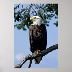 Bald Eagle Fine Art Prints Poster
