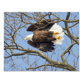 Bald Eagle Flash Fotodruck