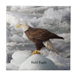 Bald Eagle Fliese