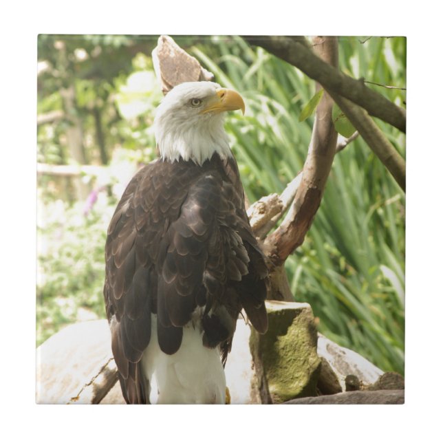 Bald Eagle Fliese (Vorderseite)
