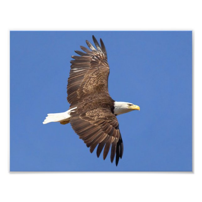Bald Eagle Flight Fotodruck (Vorne)