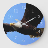 Bald Eagle Flight