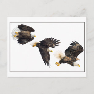 Bald Eagle Flight Postkarte