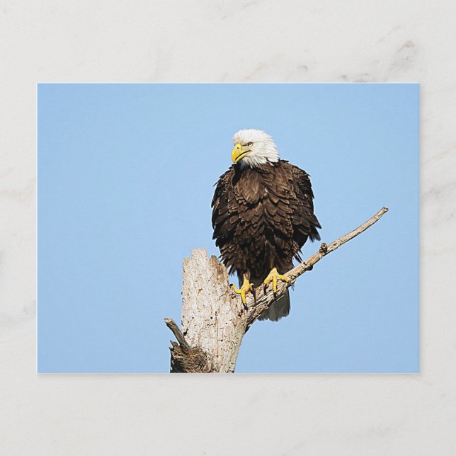 Bald Eagle Fluffing Feathers Postcard Postkarte (Vorderseite)