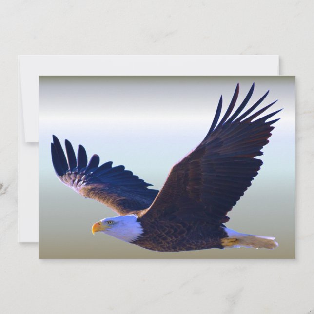 Bald Eagle Flying (Vorderseite)
