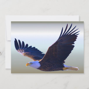 Bald Eagle Flying